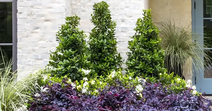 Holly Shrubs and Trees outdoor plant